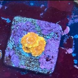 Asian Acan Display Decor