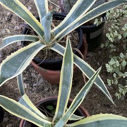 Variegated Green And Yellow Agave Americana Variegata Marginata Succulents