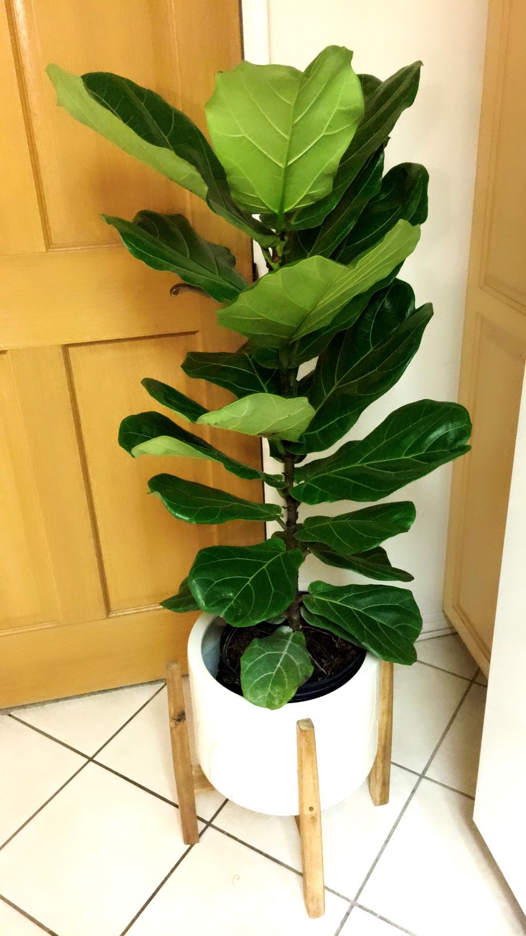 Fiddle Leaf Fig Plant . Just the plant only. PLANTER NOT INCLUDED🌱