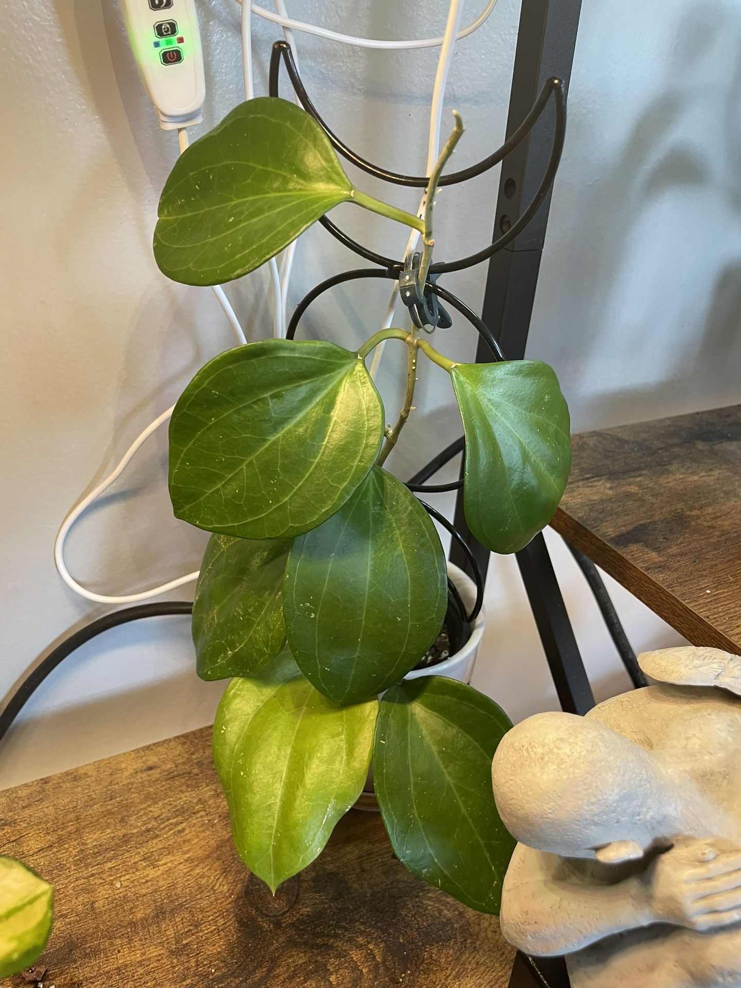 Hoya Sarawak