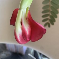 Red or white Hummingbird plant (Sesbania Grandiflora) 12” tall in 6” in pot 