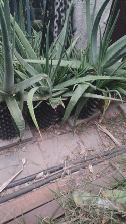 Sábila Plants