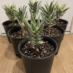 Very Rare Aloe Pillansii AKA Aloidendron Pillansii