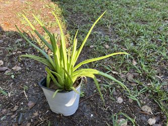 Aloe Plant