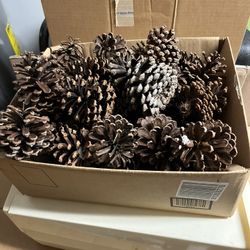 Pine Cone