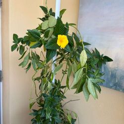 flower plant