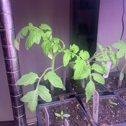 Tomato start plants