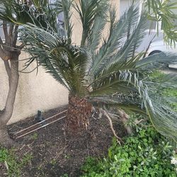 Segoe Palm