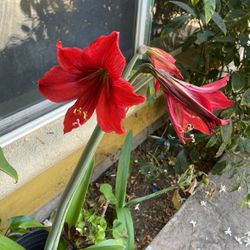Flower Plant