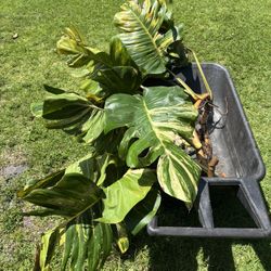 Giant Golden Pothos Plants