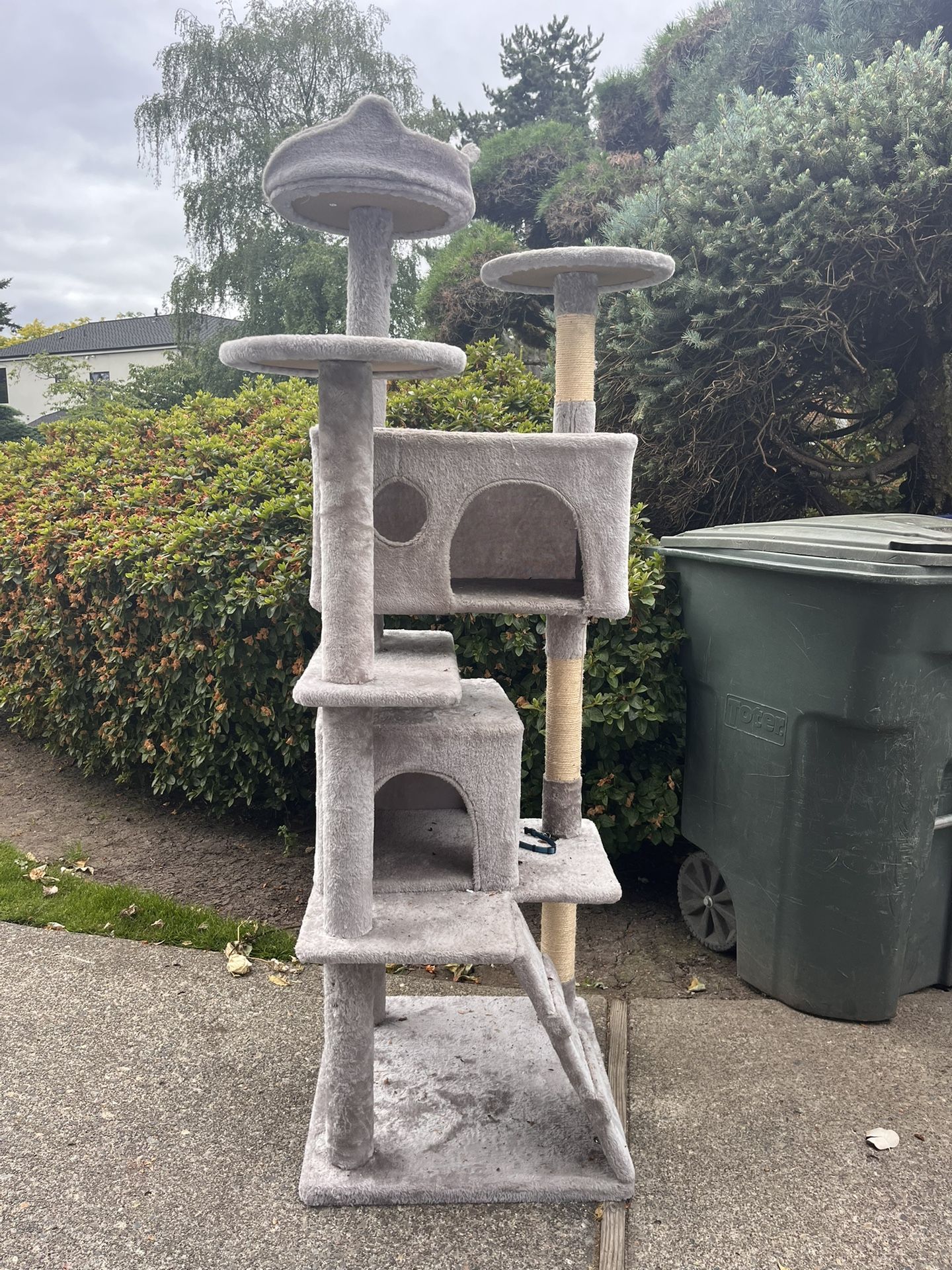 cat climbing tower