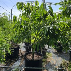 Sugar Apple 65Gal Container
