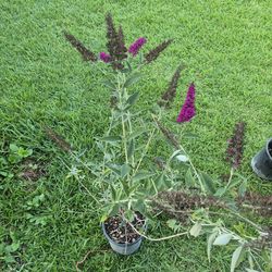 Butterfly bush