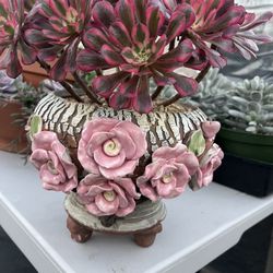 10” Hands Made Ceramic Pot With Corean Succulent Plant