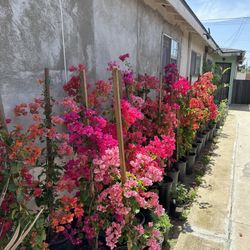Bougainvillea