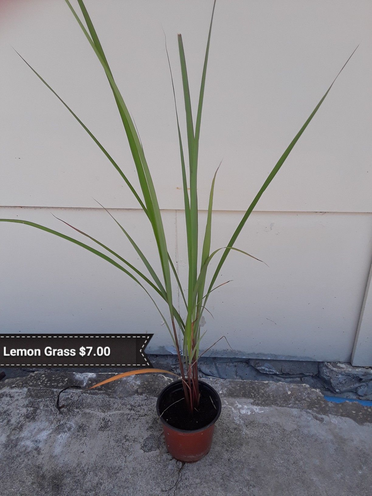 Lemon Grass/ Dragon fruit