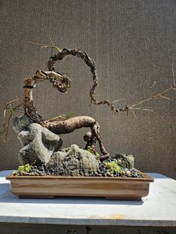 Old Operculicarya Decaryi Bonsai Tree 