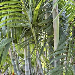 Dypsis pembana, Pemba Palm (7 gallon size)