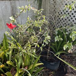 Blooming Hibiscus In Pot For Sale $29 In Largo 