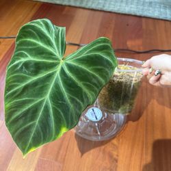 Philodendron Verrucosum cutting (as pictured)
