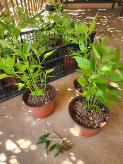 Chili plants 🌶 / plantas de chile de árbol