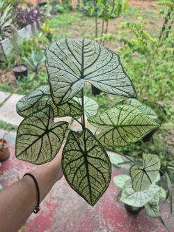 White and green Caladium plant