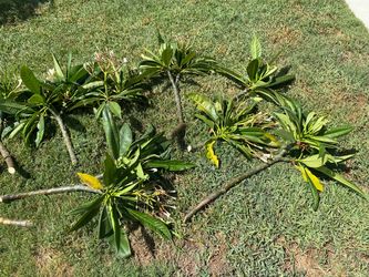 Plumeria Plant Cuttings