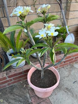 Plumeria