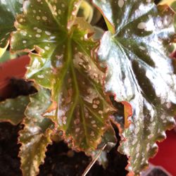 Angelwing Begonia Josephine In 4" Pot