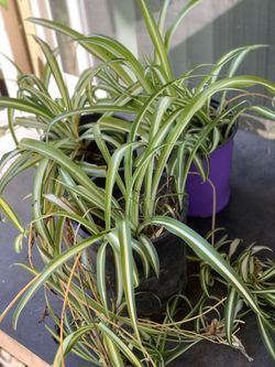 $5 Each Sale Beautiful Spider plant house outdoor plant houseplant live plant air purifying indoor outdoor 1 Gallon Pot