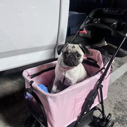 Dog Stroller For Sale 