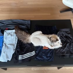 lot of 6 shorts (ignore cat) size small and size large 