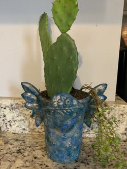 Cactus in clay pot