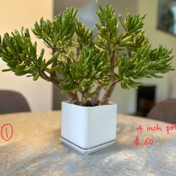 Indoor Plant Sale