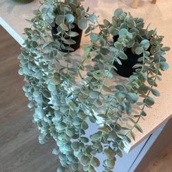 Two Eucalyptus IKEA plant 