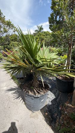 🌴 Beautiful 25-Gallon Florida Thatch Palm – Instant Tropical Look! ($200)