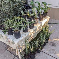 $10 Plants