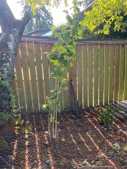 6ā8 Foot Tall Raspberry Plants ā Established Canes ā $10 Each