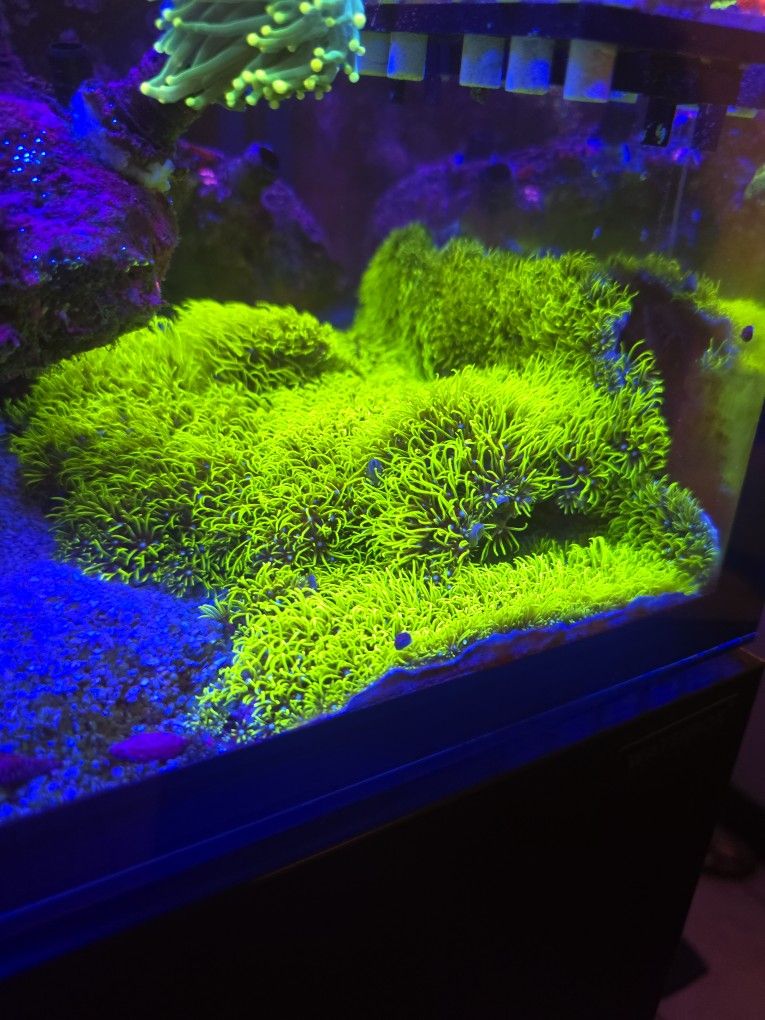 Fake Coral Gsp Big Math 10 Inches By 15 Inches