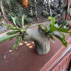 Fun , Unique wooden stump With 2 Young Staghorn Ferns 