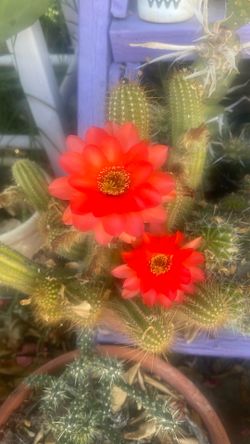 Cactus Doble