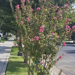 I Have One I A Pot. About 6ft Tall.  Same Color Pink 