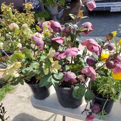 Plants For Sale 