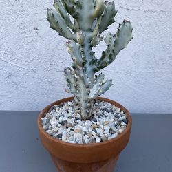 Euphorbia Lactea Variegata