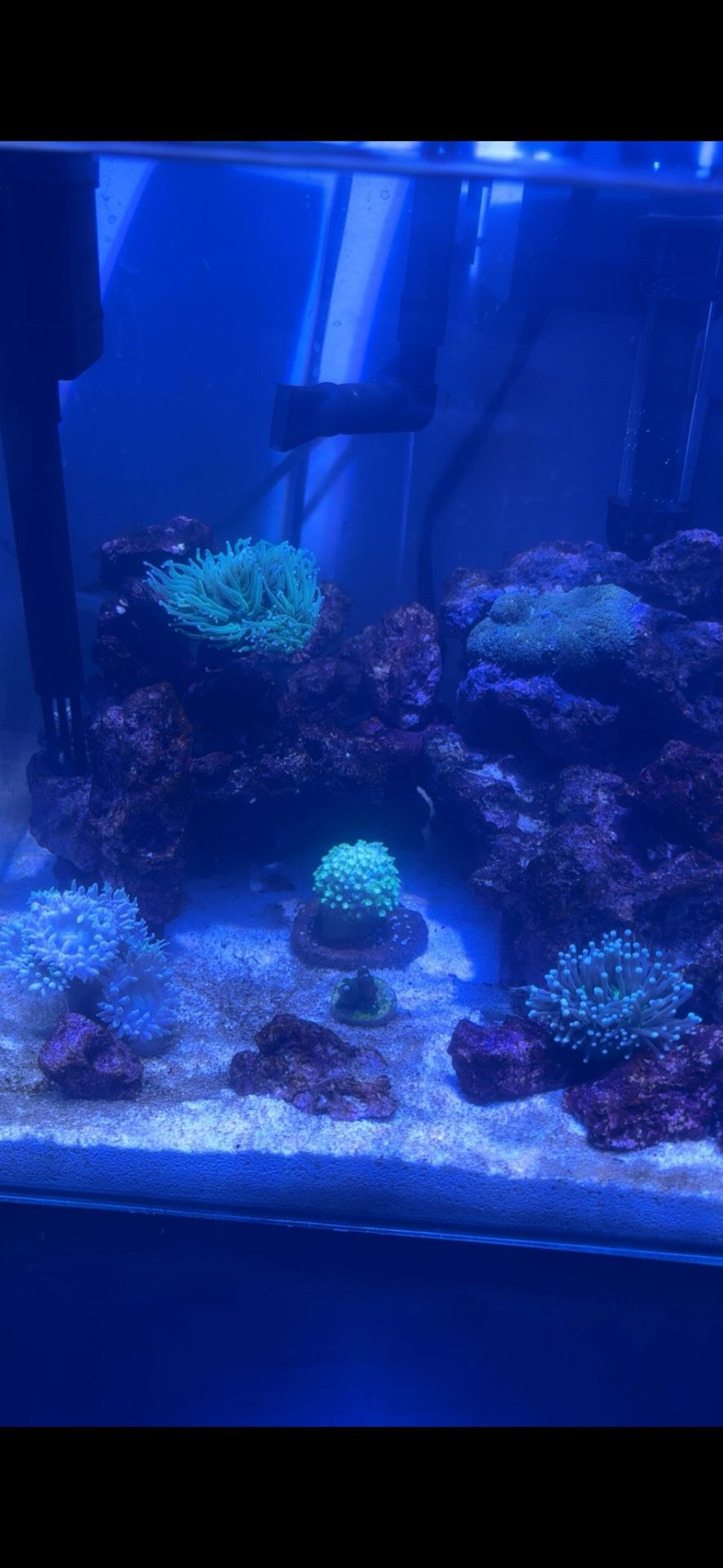 Fluval Fish Tanks, Lighting 