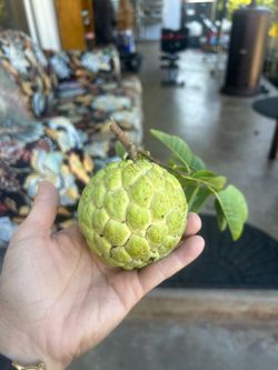 Vietnamese custard apple tree
