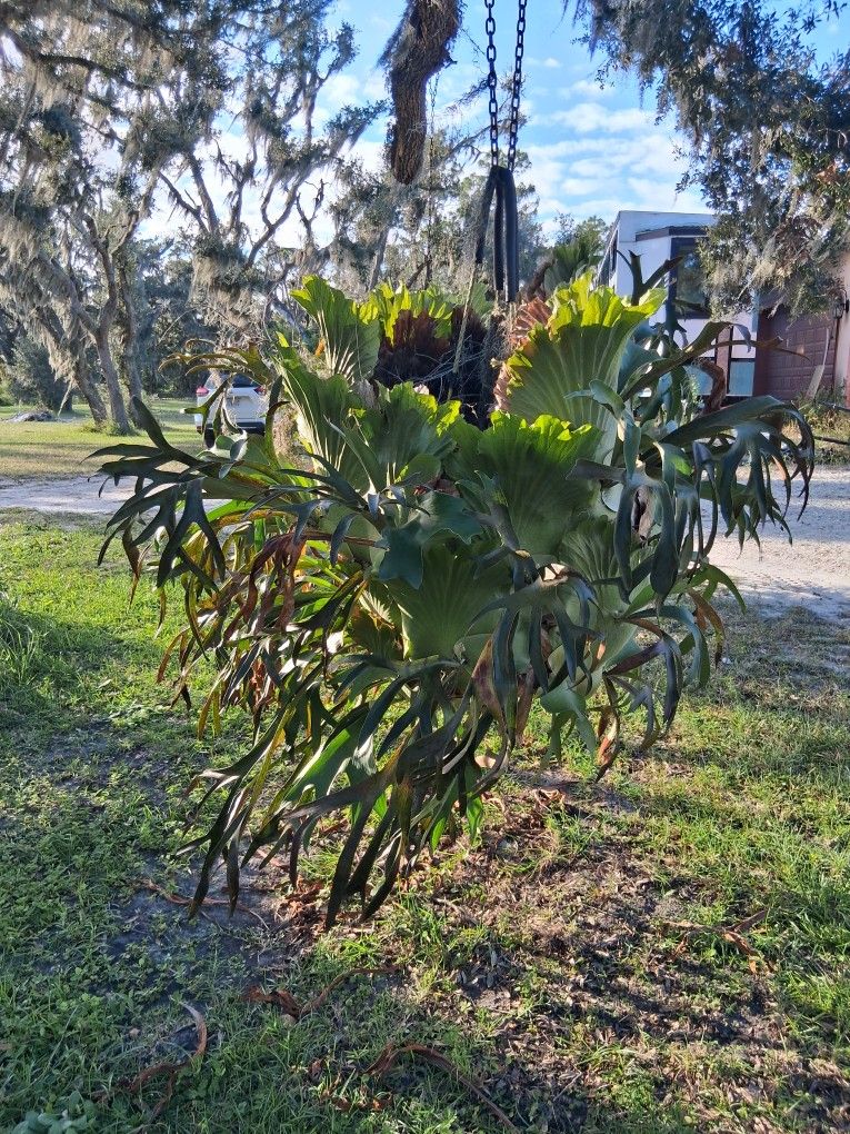 STAG HORNS!! some Of The Biggest U Will Ever See