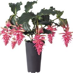 Medinila Royal Twist Potted Plant