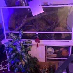 Tank And 6 Foot Florida King Snake 