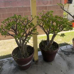 Jade Plant